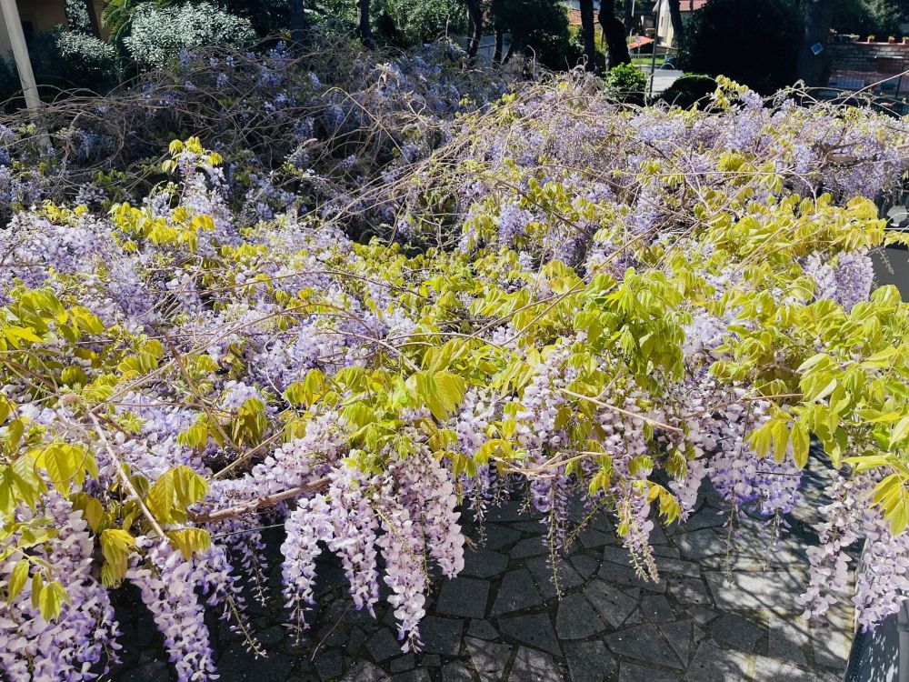 Appartamento in Villa con giardino privato in vendita a Quercianella in Livorno poco distante dal mare